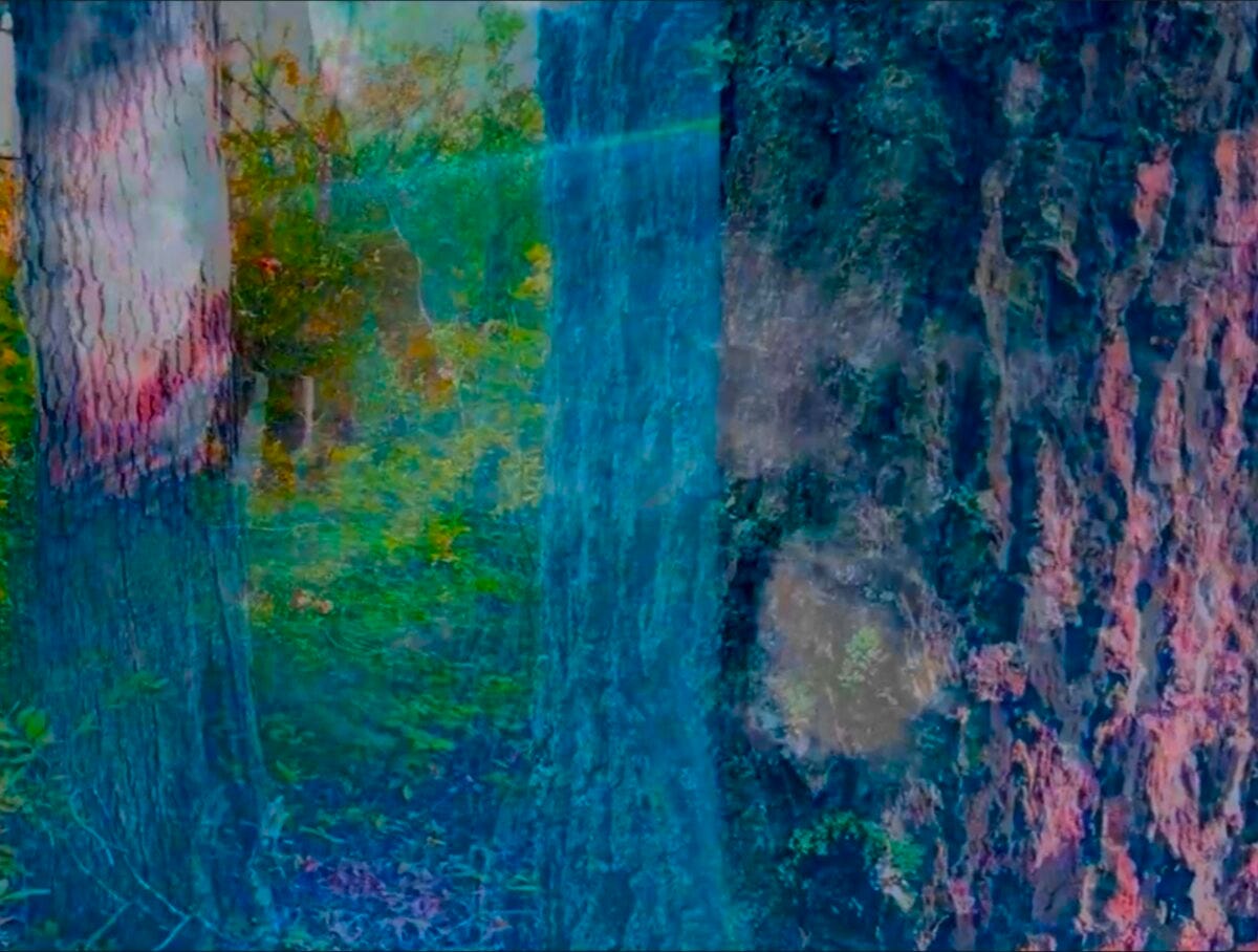 A video still of a glitchy double-exposed neon forest. Foreground: close-up of tree with vibrant pink, blue, and green hues. Textured bark features dark blue zig-zag stripes.