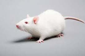 Humane Endpoints - Nutrition mouse