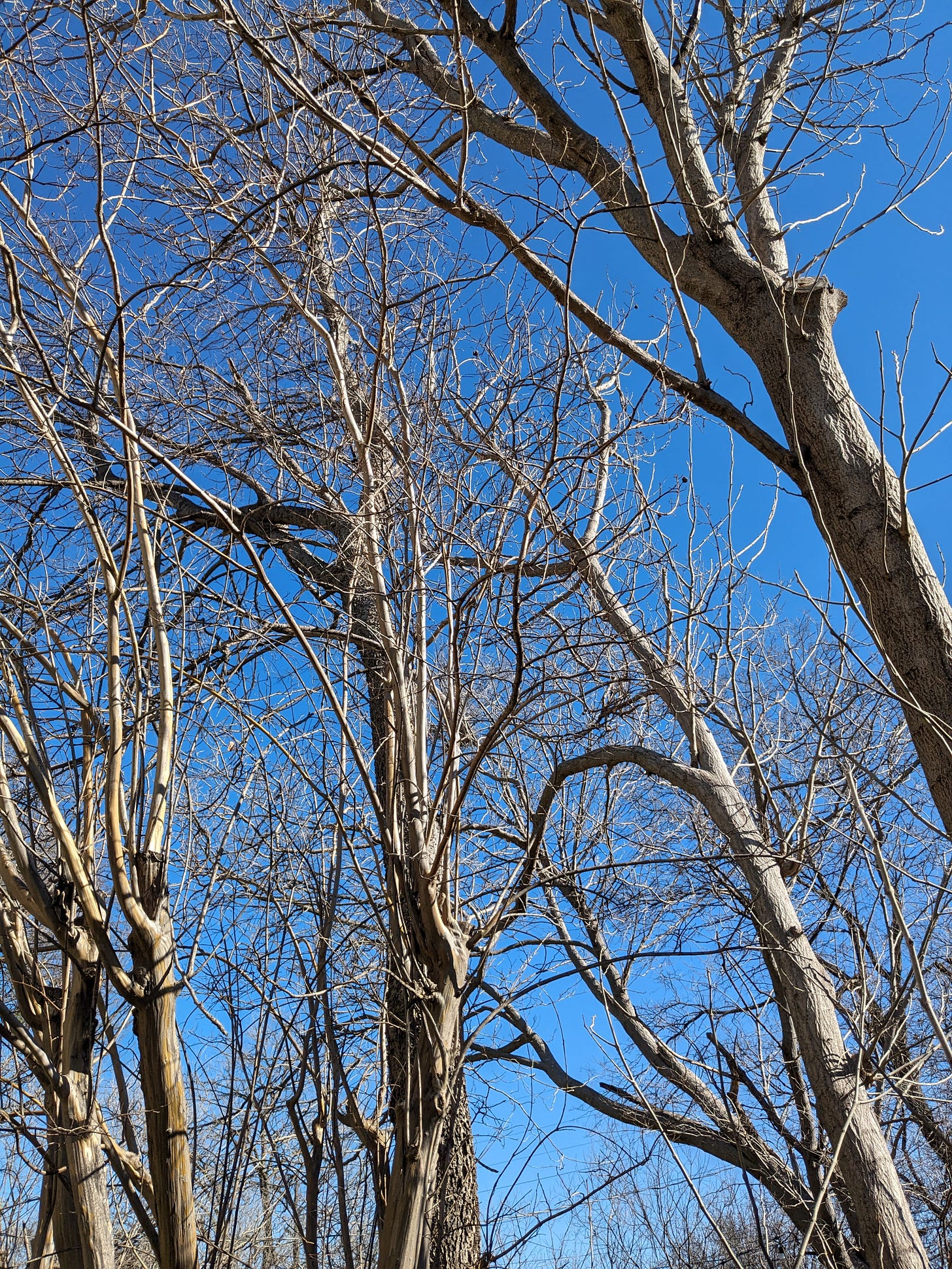 Texas; bone white trees with bare branches