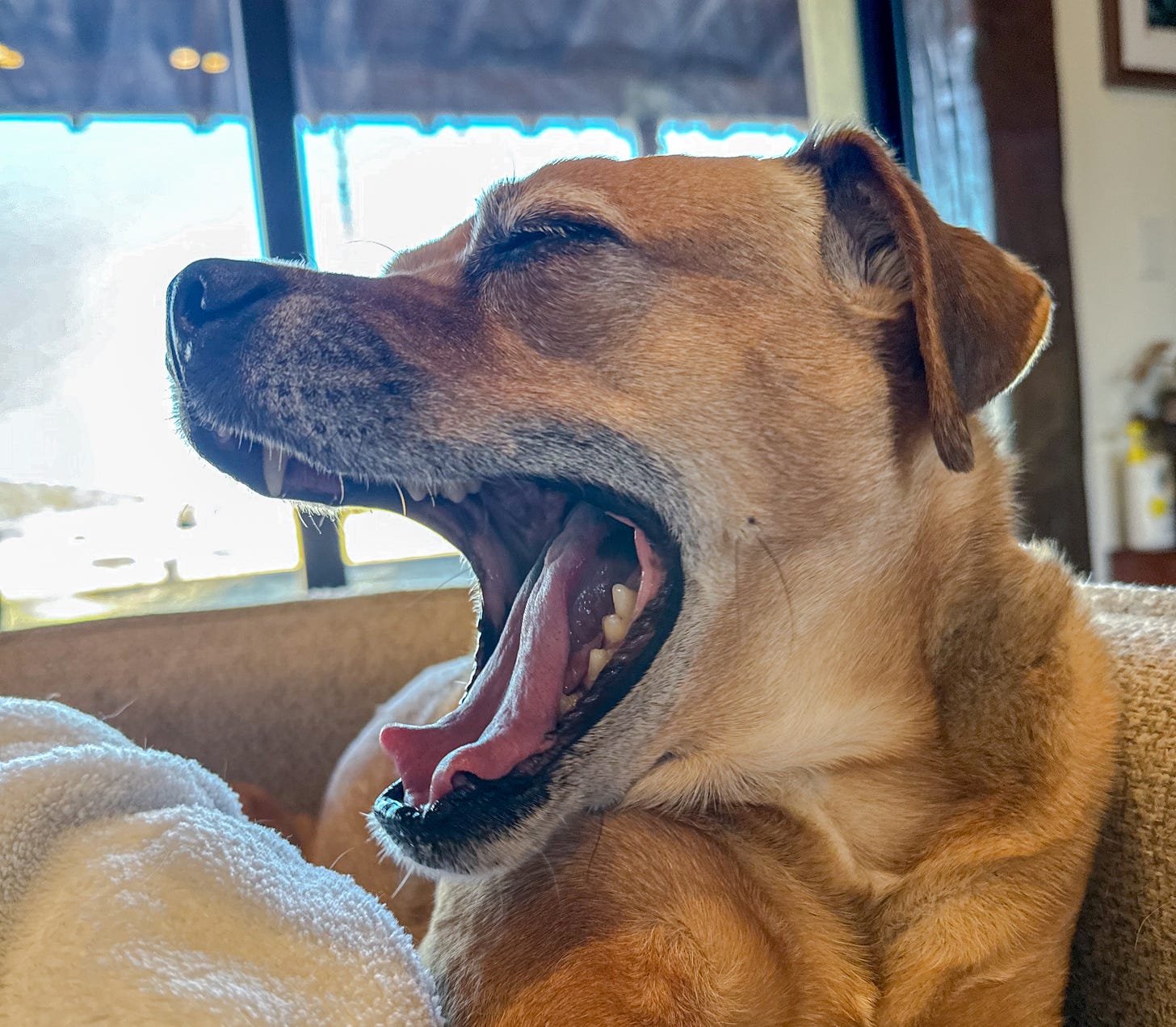 A brown dog yawns so widely that it looks like he is yelling.