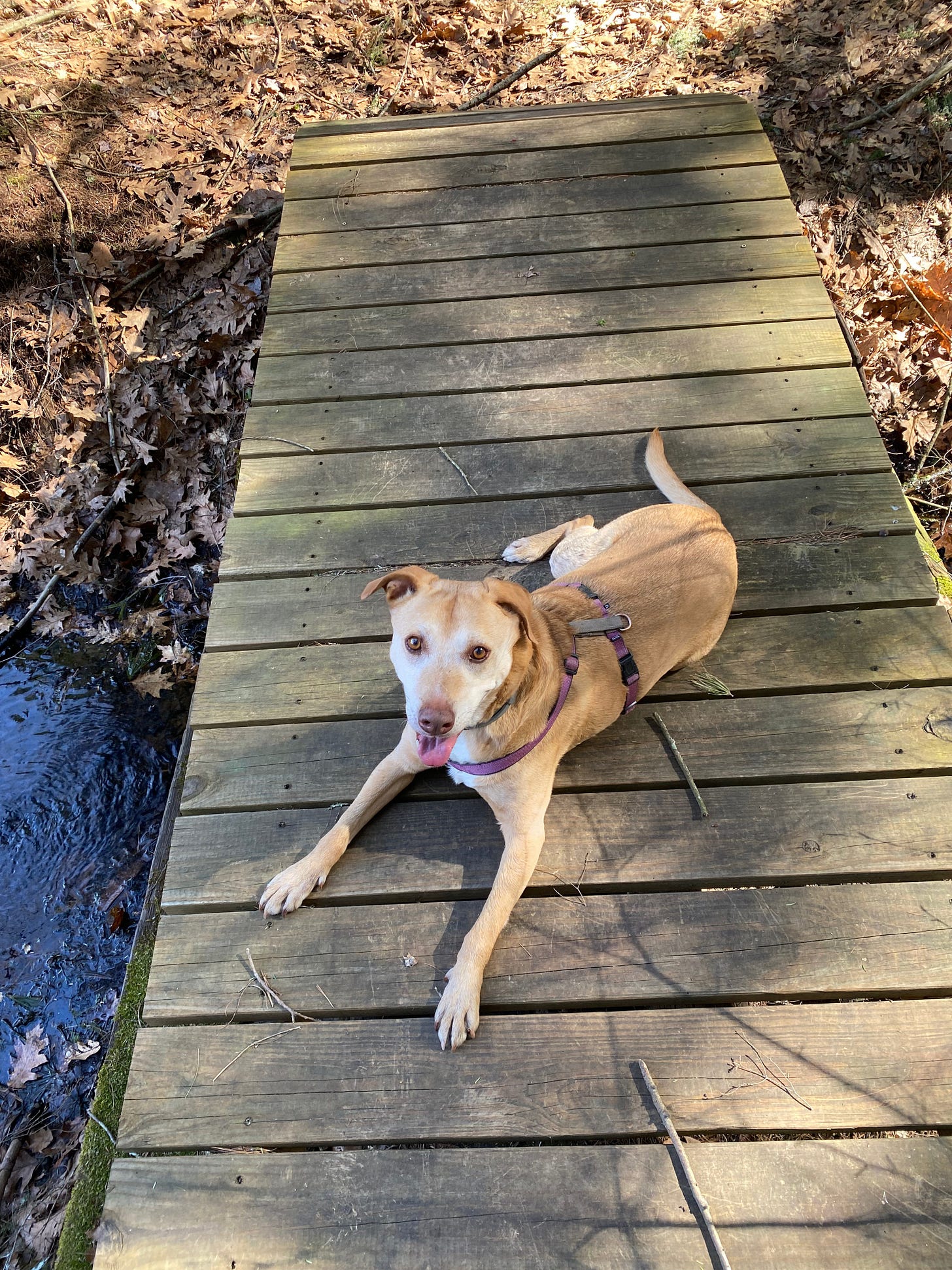 Nessa lying on a wooden bridge over a small stream. Her front paws are extended and she’s smiling with her tongue hanging out.