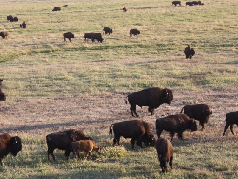 Yellowstone presents alternative bison strategies in draft plan