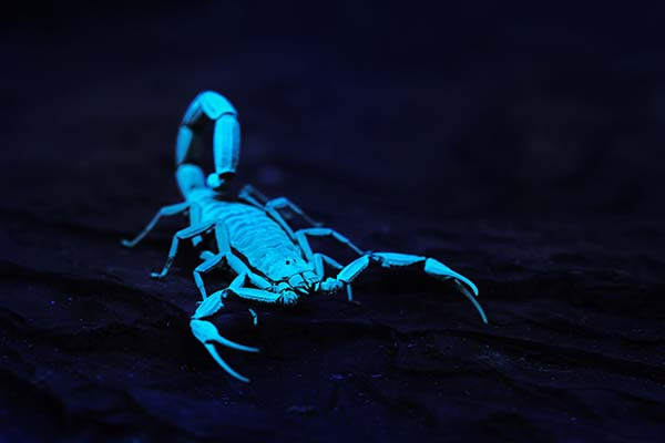 glowing-scorpion