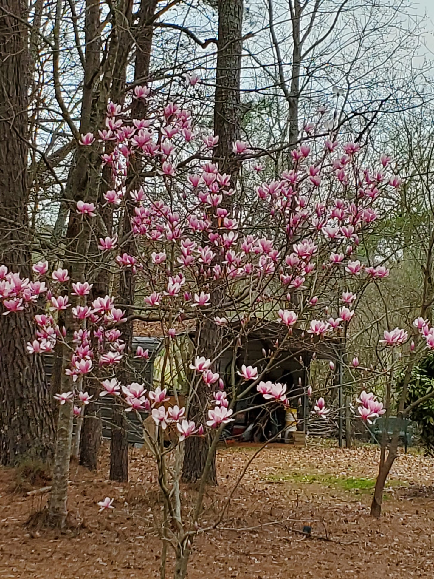 Bloomed pink tulip tree