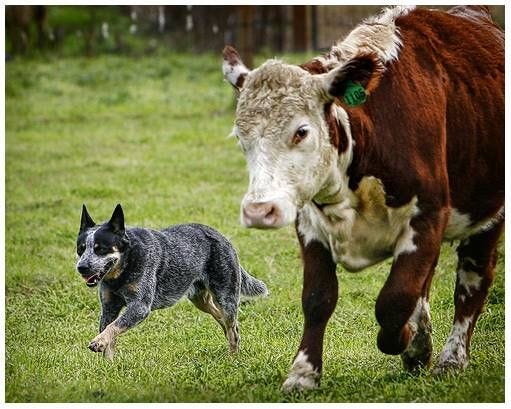 Australian Cattle Dog (brave little dogs) | Blue heeler dogs, Australian  cattle dog blue heeler, Cattle dog