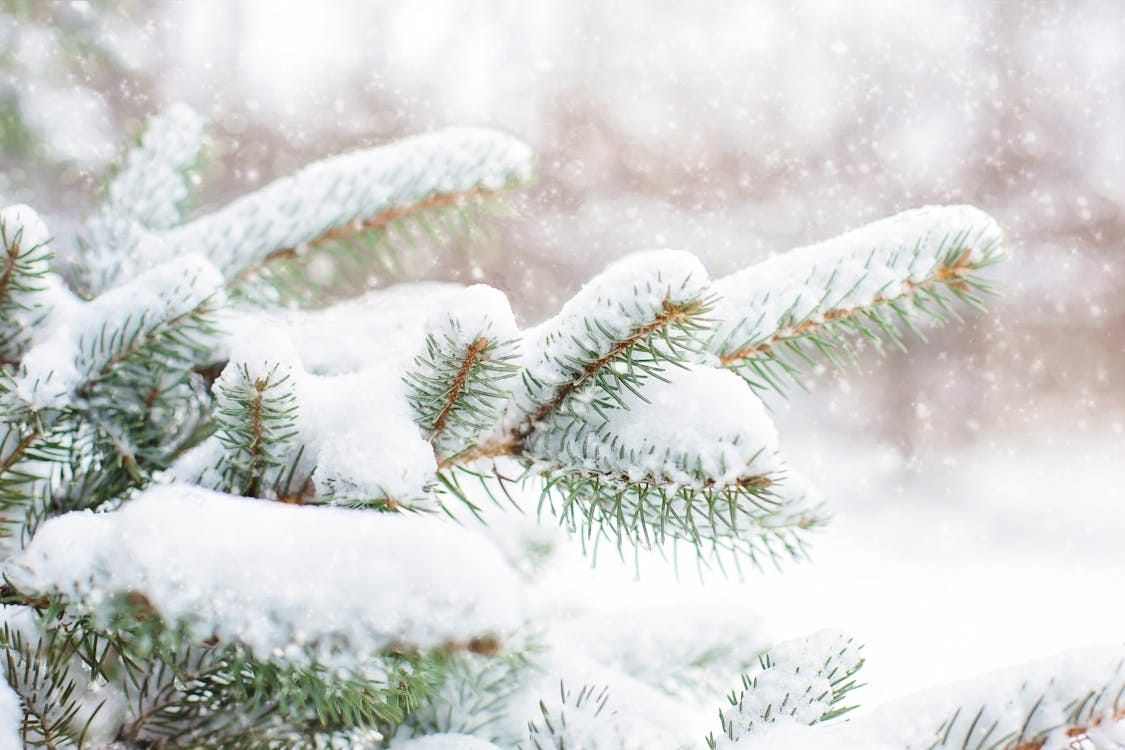 Free Close-up of pine branches covered in fresh snow during a winter snowfall. Stock Photo Free Close-up of pine branches covered in fresh snow during a winter snowfall. Stock Photo