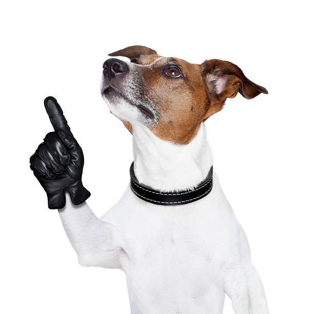 Royalty Free Dog Pointing Pictures, Images and Stock Photos - iStock