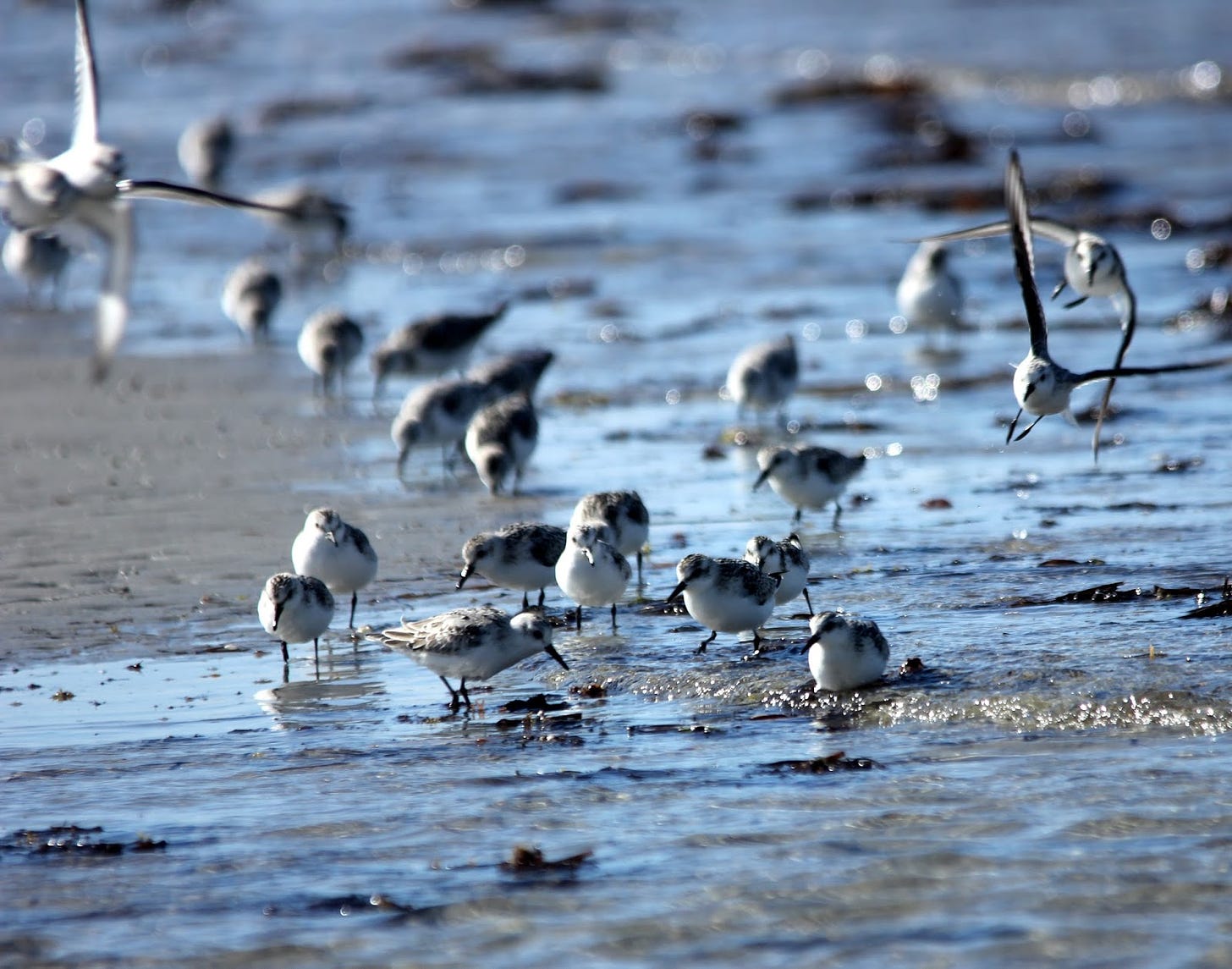 Here and There: Day 278 - 5th October 2015 - Dunlins, Red Knots, Black-Bellied Plovers and ...