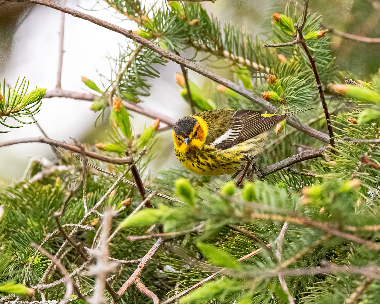 A Cape May Warbler perches in an evergreen. It is a yellow warbler with rusty cheeks and a black cap. It also has a white wing bar and a black speckled chest.