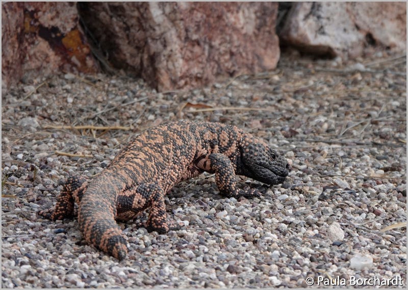 Our Gila Monster friend pausing on our driveway