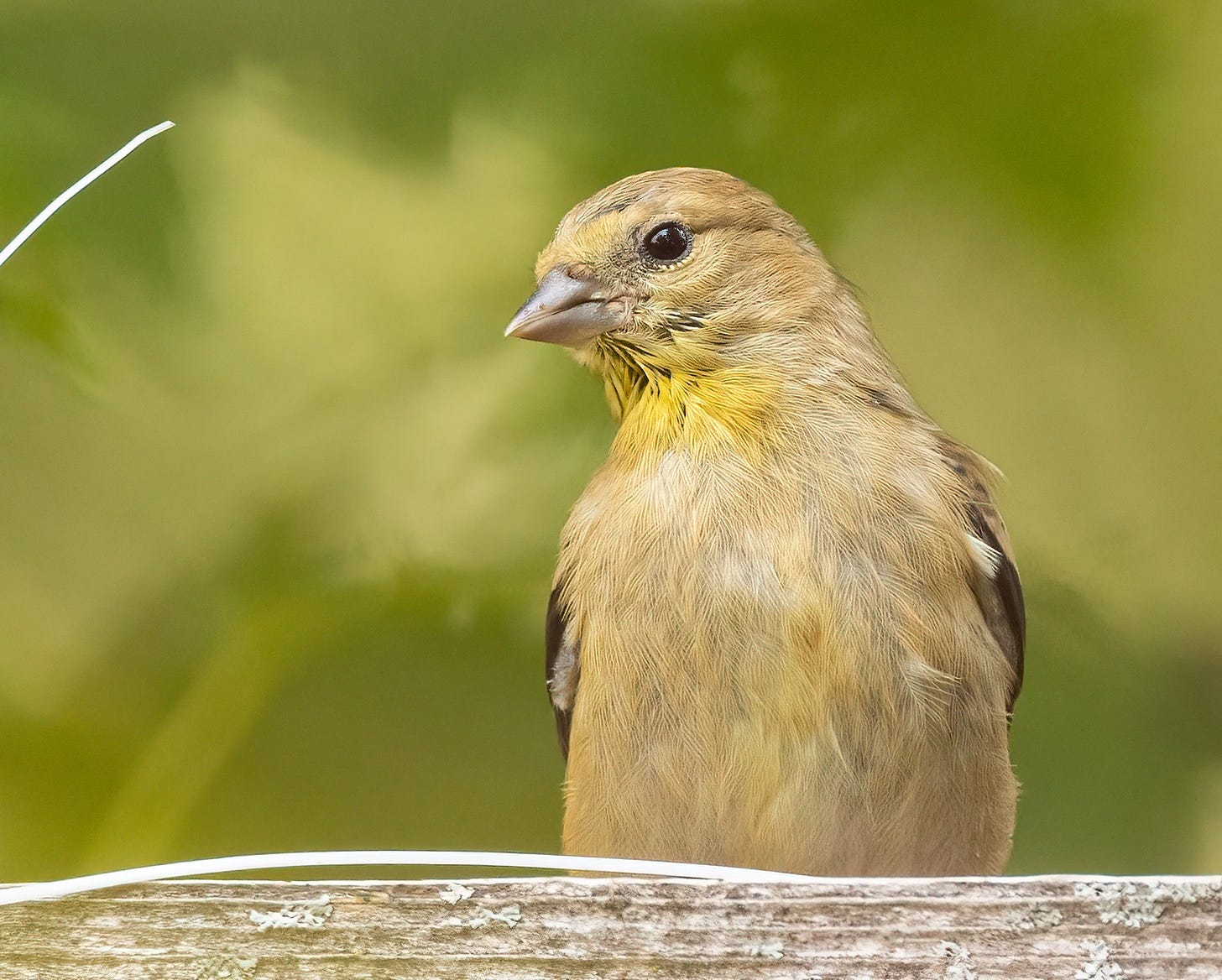 The inquisitive young goldfinch looks toward the photographer with its head cocked to the right.