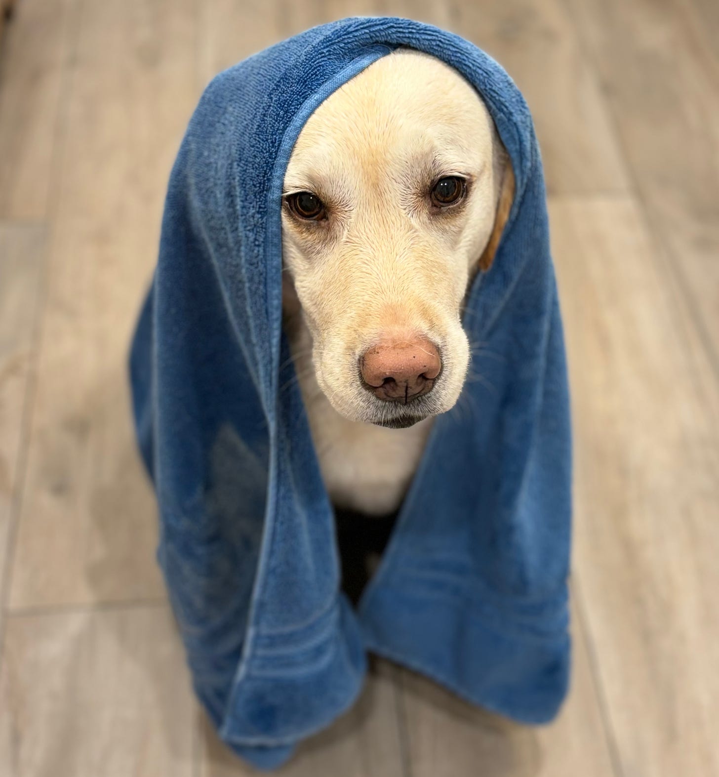 A yellow Labrador retriever is draped in a blue towel after being bathed. She looks miffed. 