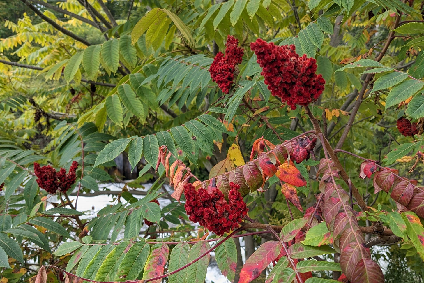 Velvety red sumac on the bank of a river. The green leaves are beginning to change to a pink-red color.