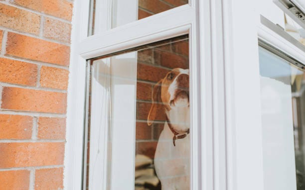 a beautiful, alert beagle dog looks through a window - dog howling stock pictures, royalty-free photos & images
