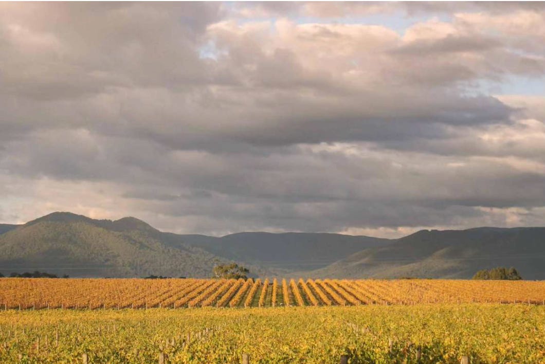 Yarra Valley vineyards in autumn