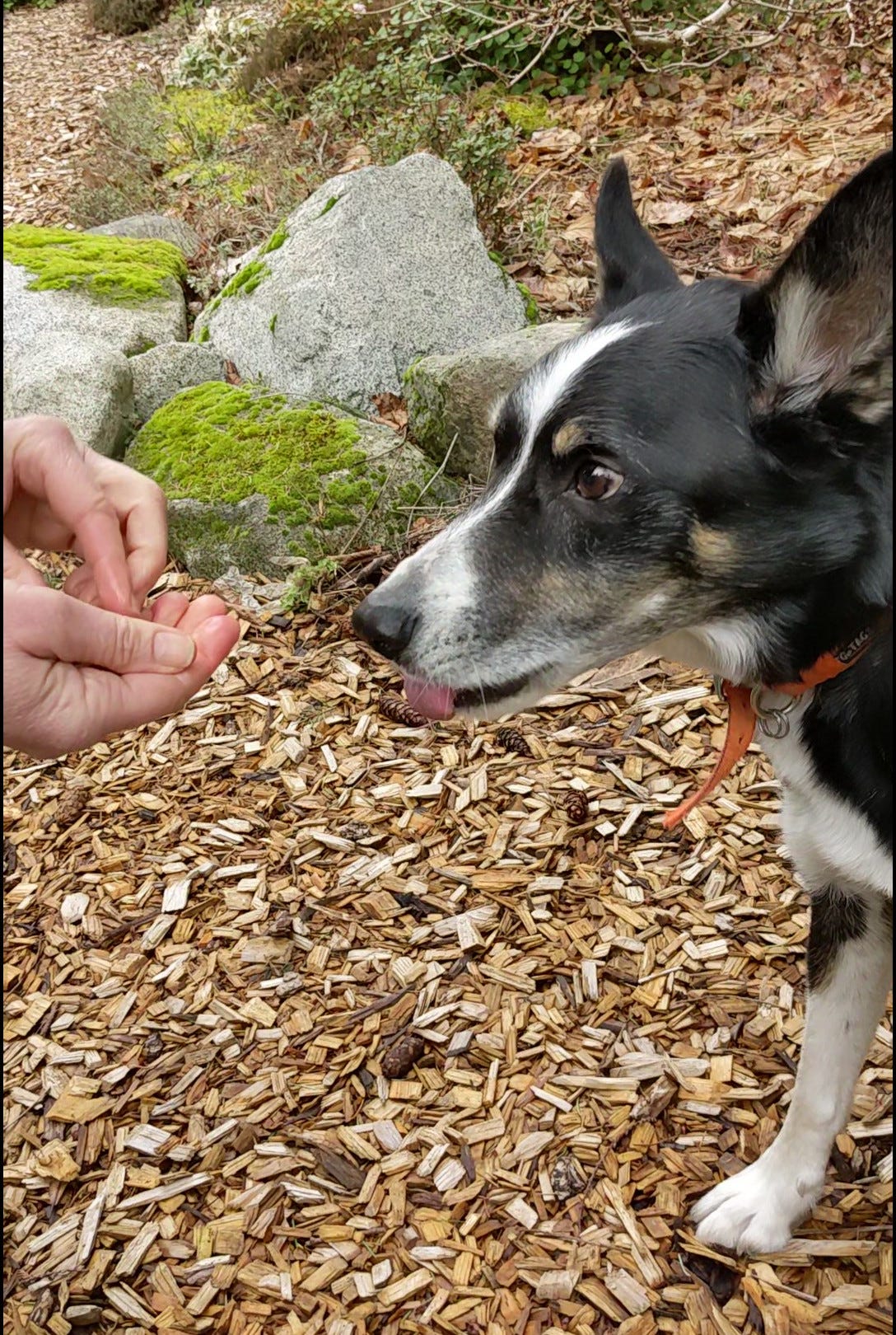 Dog getting treat reward