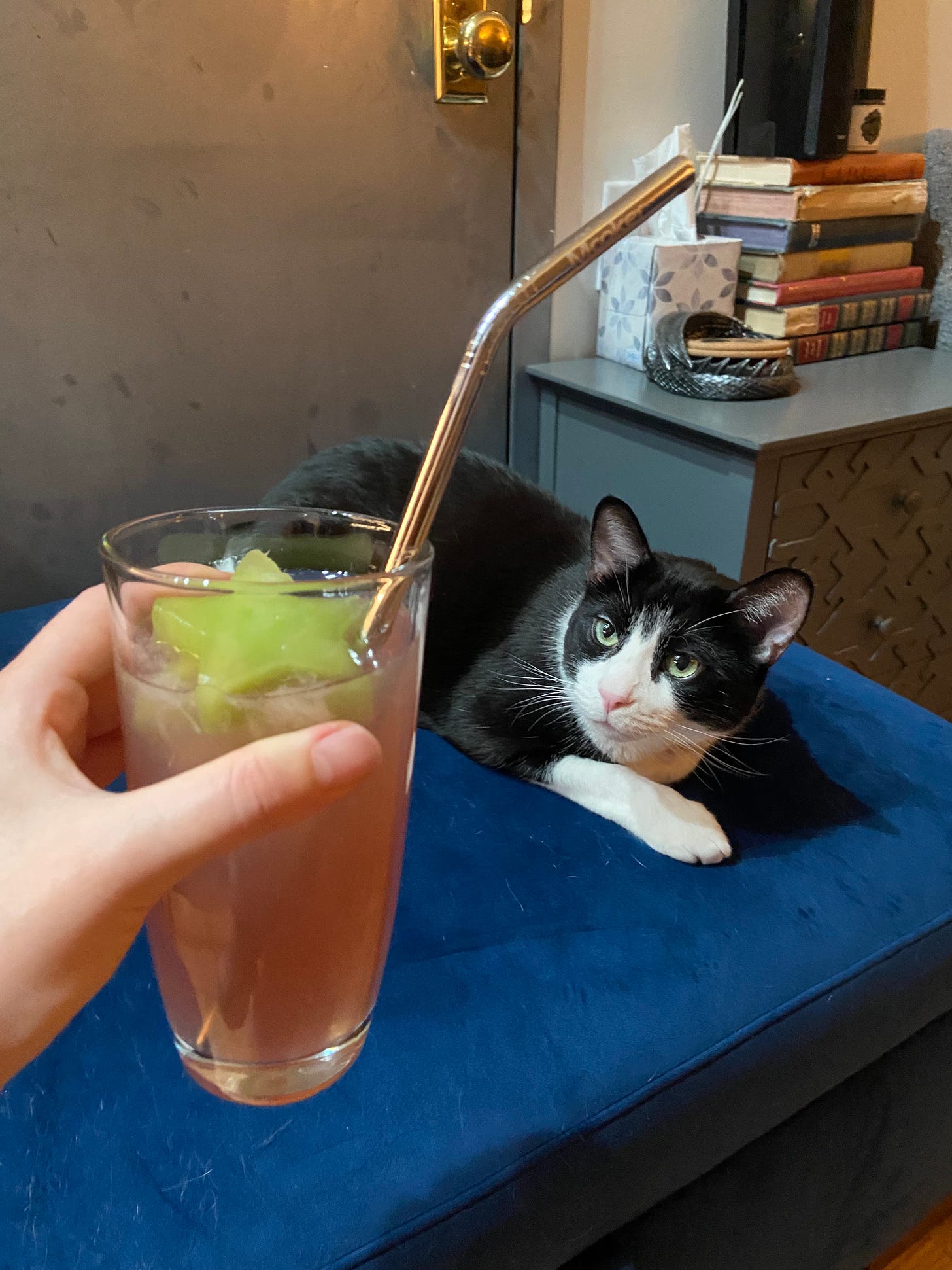 Winston the cat eyeing a pink drink in a highball glass with a honeydew star