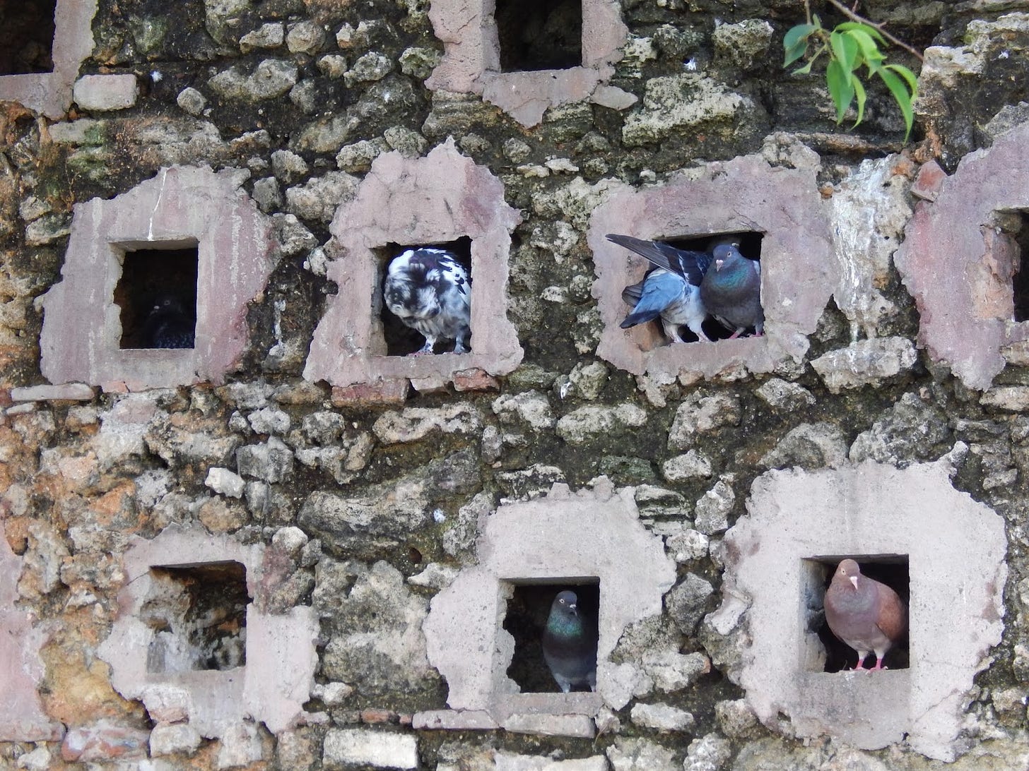 Multicolored pigeons in holes in the wall.