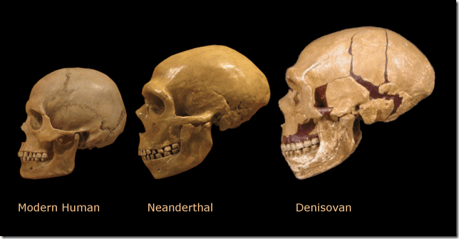 Human Vs Neanderthal Vs Denisovas Skull