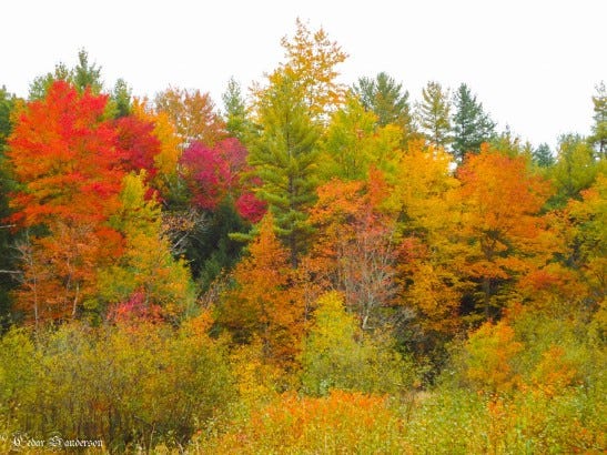 New Hampshire Fall Color: somewhere in Sanbornton