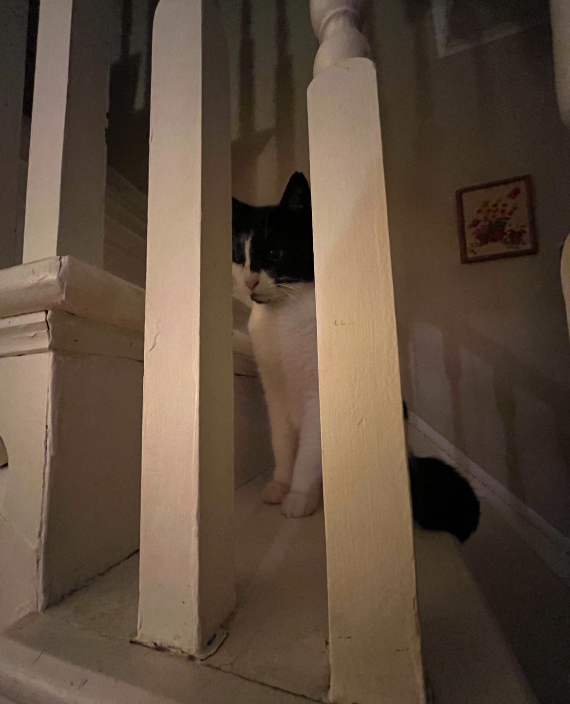 A cat sits on the stairs in semi-darkness looking stoic