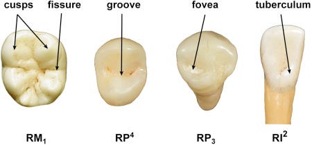 Third Premolar - an overview | ScienceDirect Topics