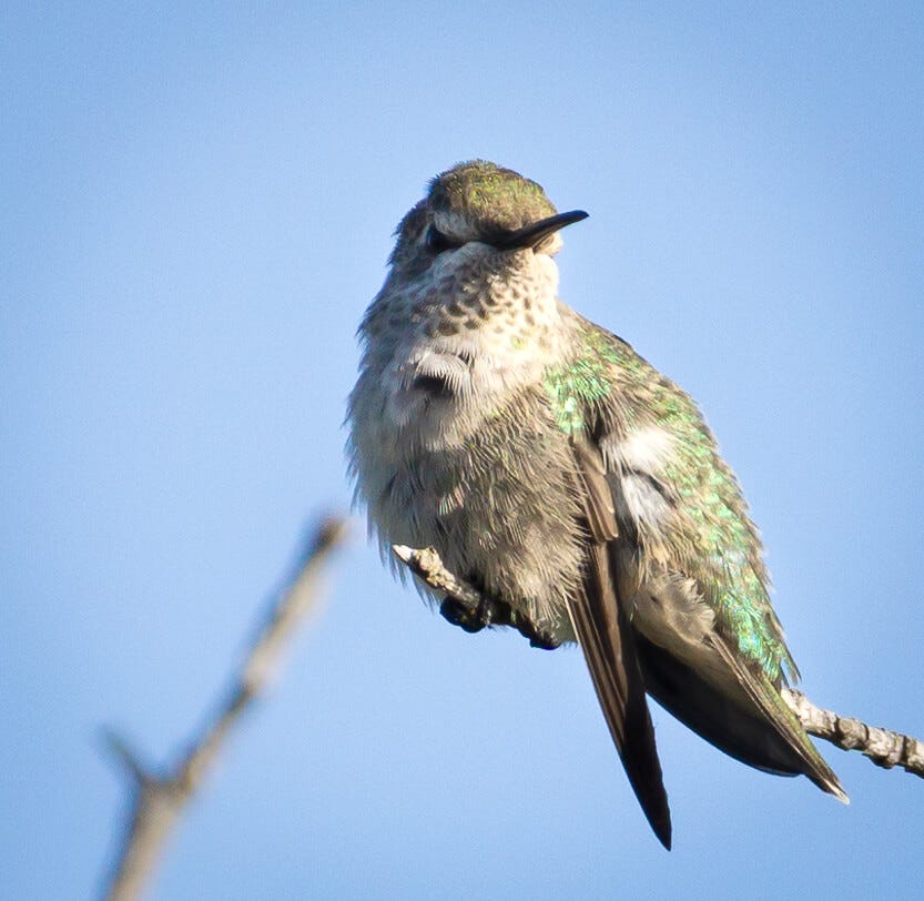 A puffed-out female Anna's hummingbird rests on a small branch against a blue sky
