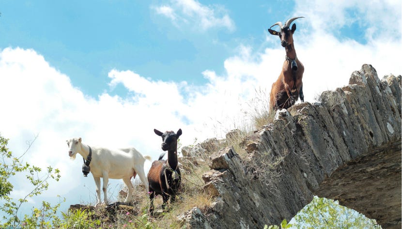 three goats on a stone bridge with a cloudy blue sky in the background