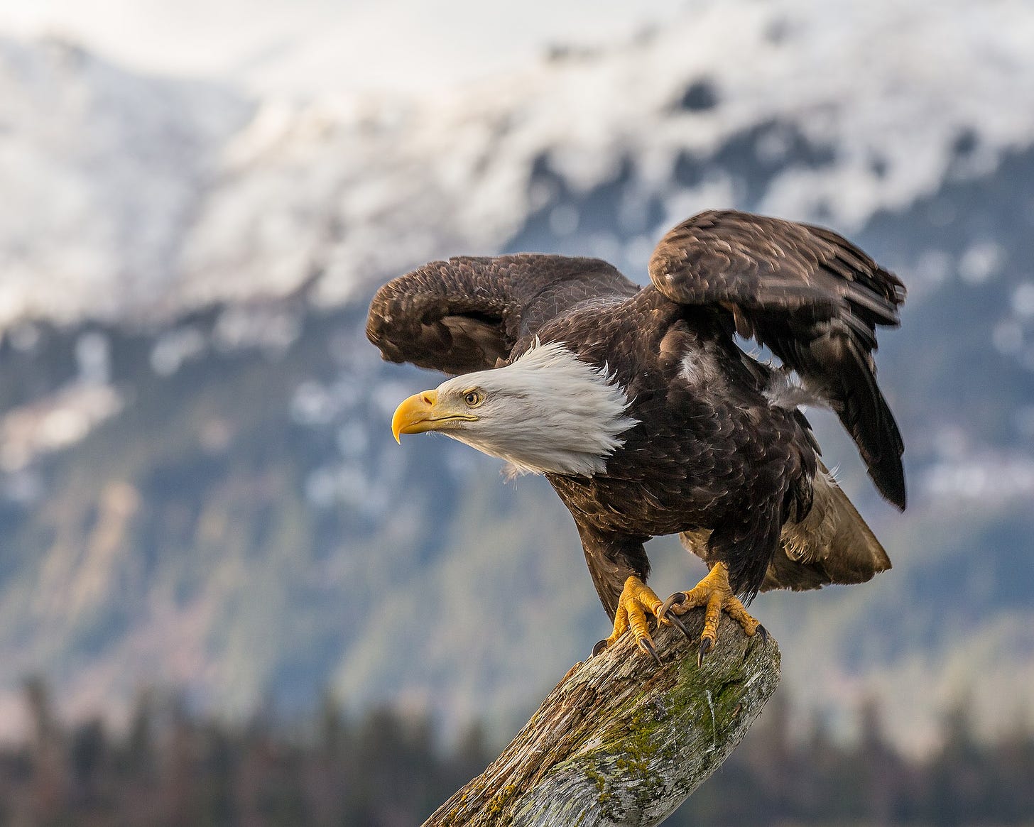 A bald eagle perches on a tree branch, and appears to be about to take off.
