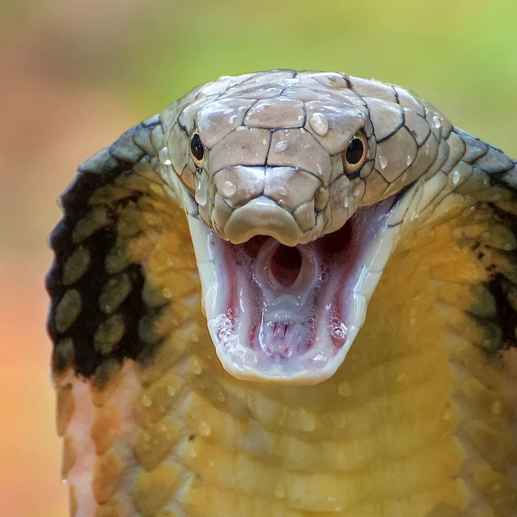 Intriguing Facts About King Cobra