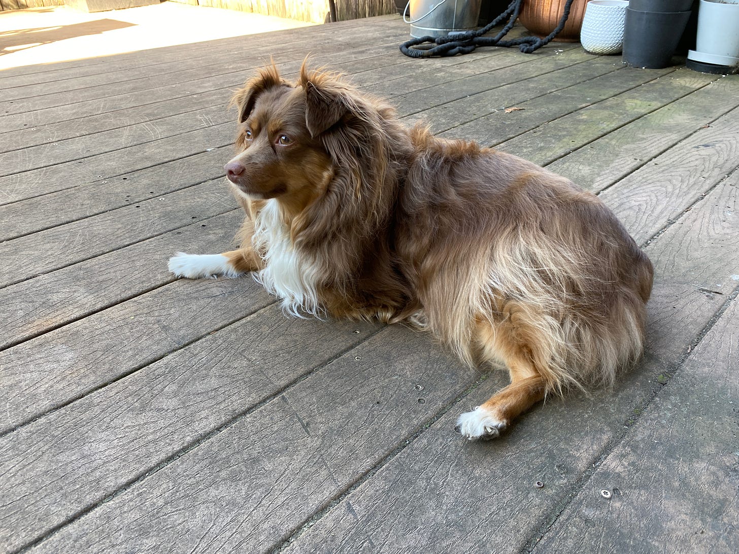 A small brown Australian Shepherd lounges on a deck.