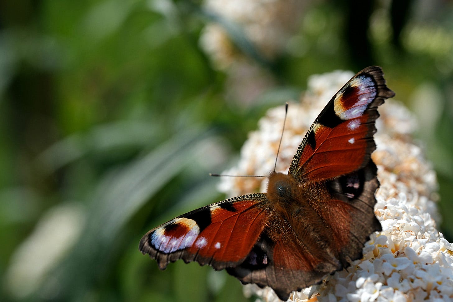 A peacock butterfly (Aglais io) feeding on the butterfly bush (Buddleia davidii White Profusion)