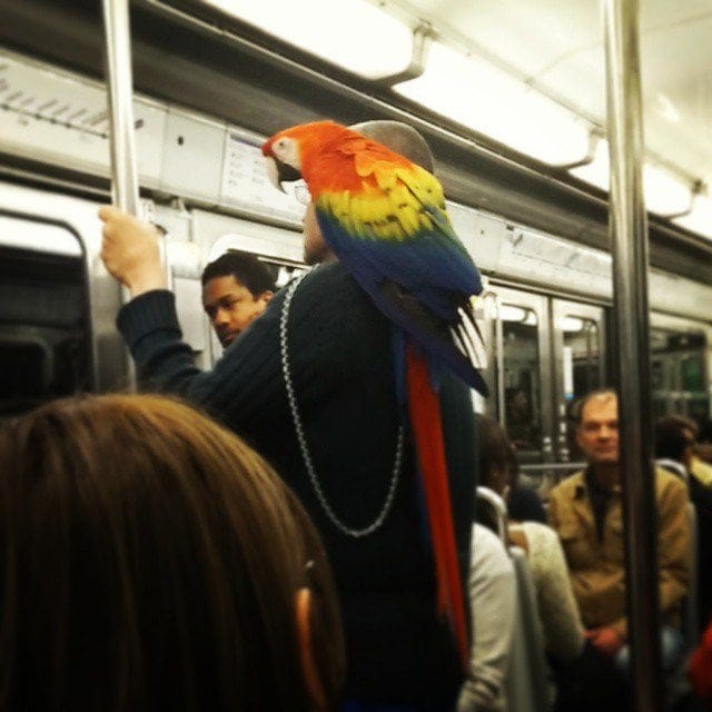 This guy takes his parrot on the subway : r/mildlyinteresting