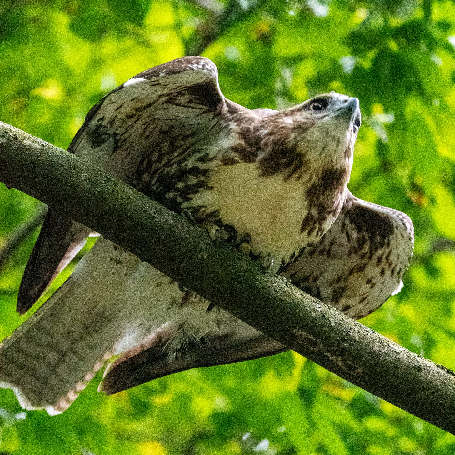 A young hawk crouches forward, its wings, the elbows of its wings jutting out in preparation for flight