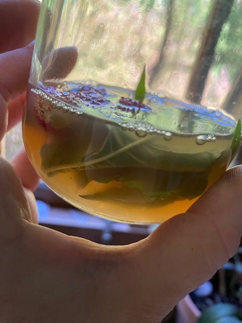 glass jar filled with apple cider vinegar, strawberries, and bee balm leaves