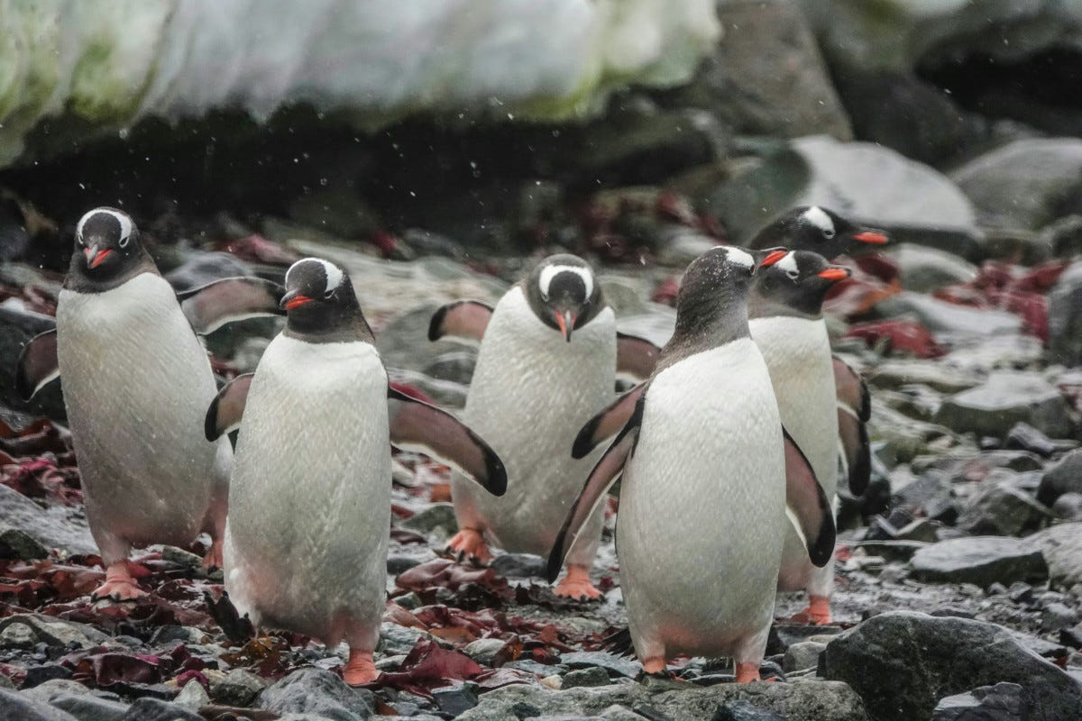 Cinco pingüinos corren sobre una playa llena de algas mientras nieva.