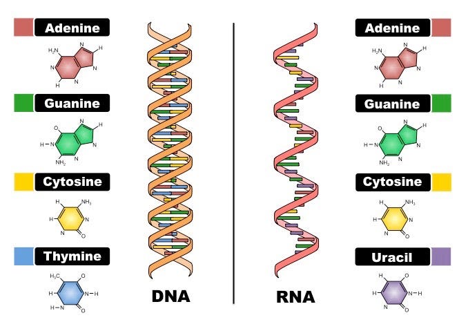 DNA vs RNA structure