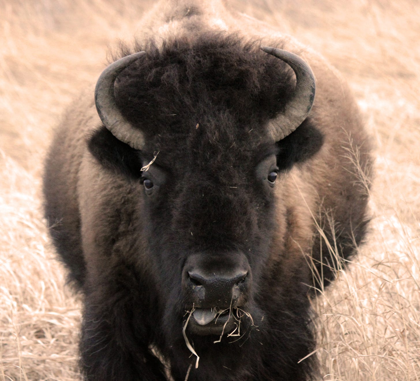 Bison standing in prairie with tongue sticking out. Photo: BJ Roshone