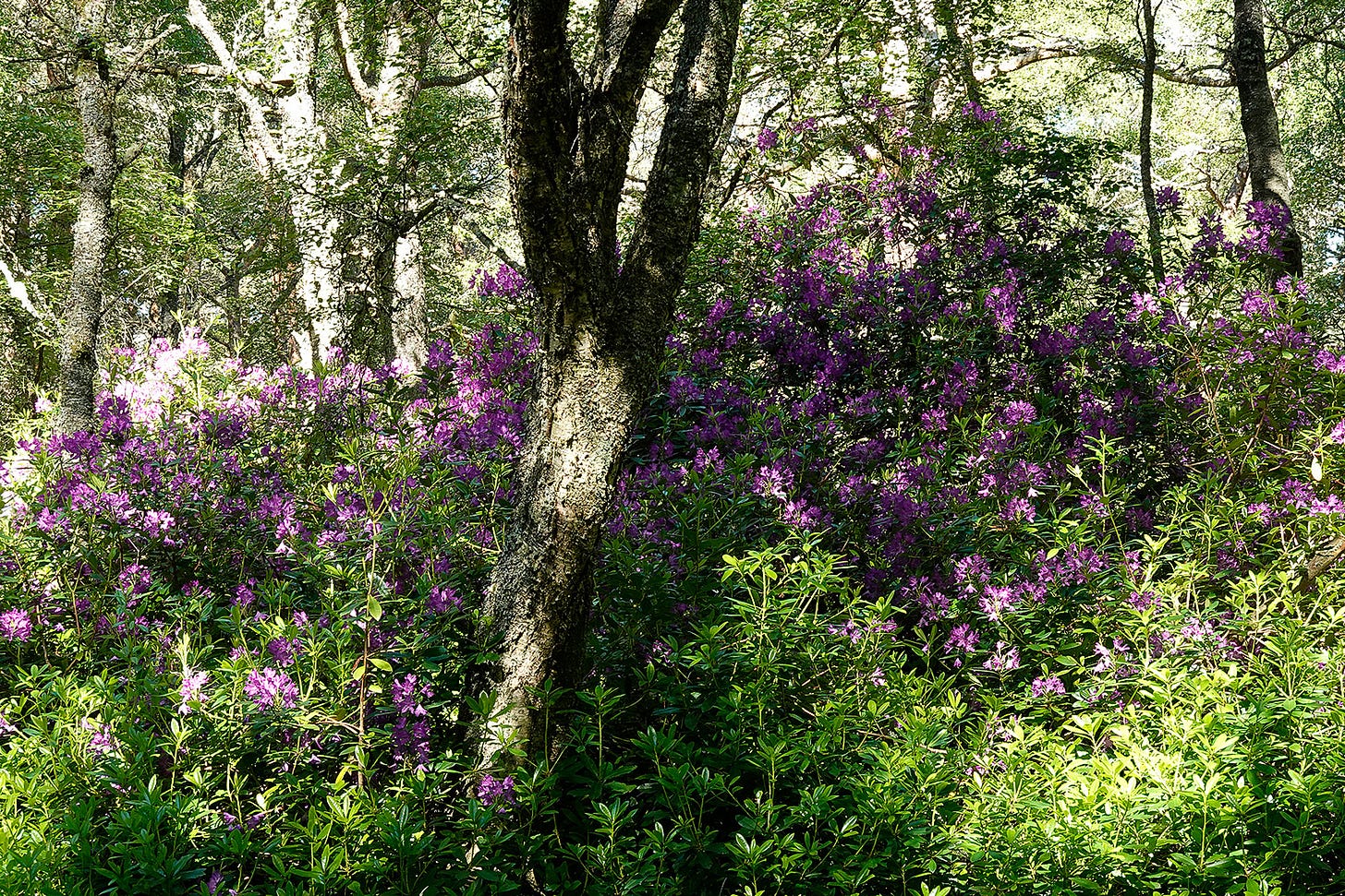 Invasive magenta Rhododendron ponticum flowers in an Aberdeenshire birch and pine wood