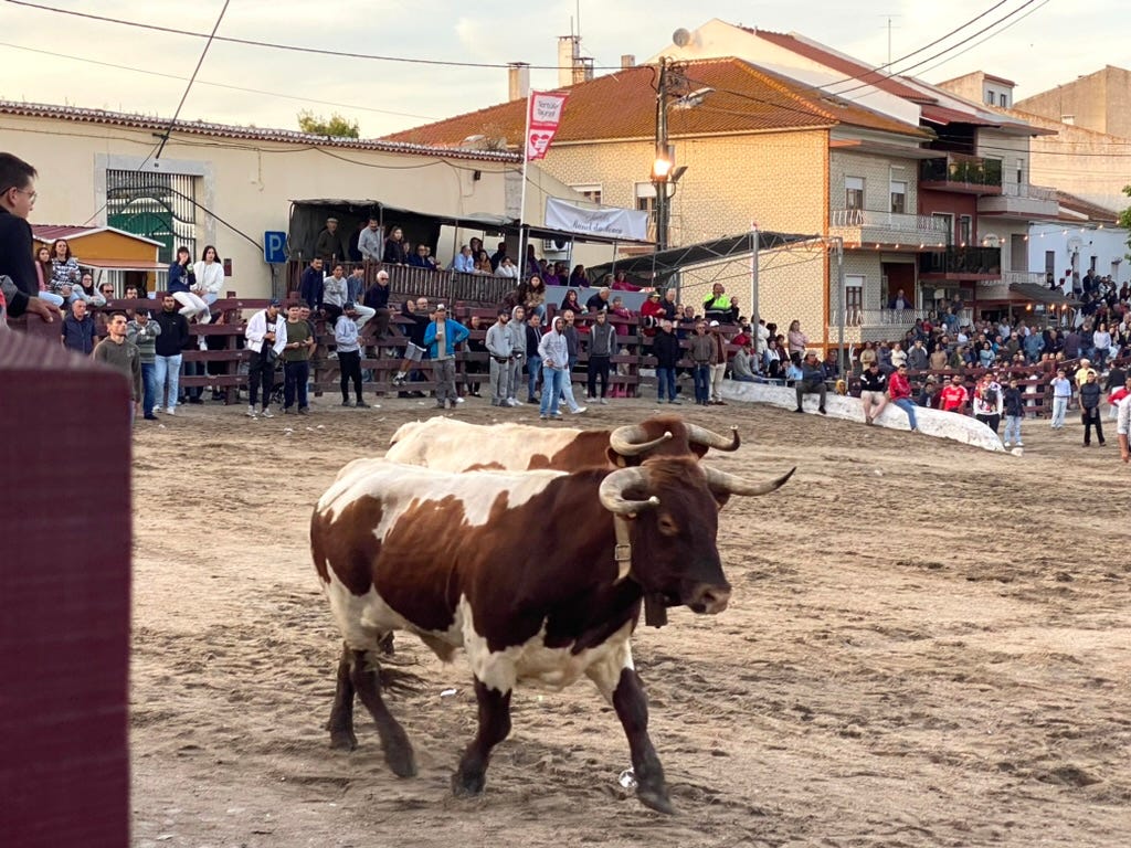 Two bulls running around sand covered public square with people at the back