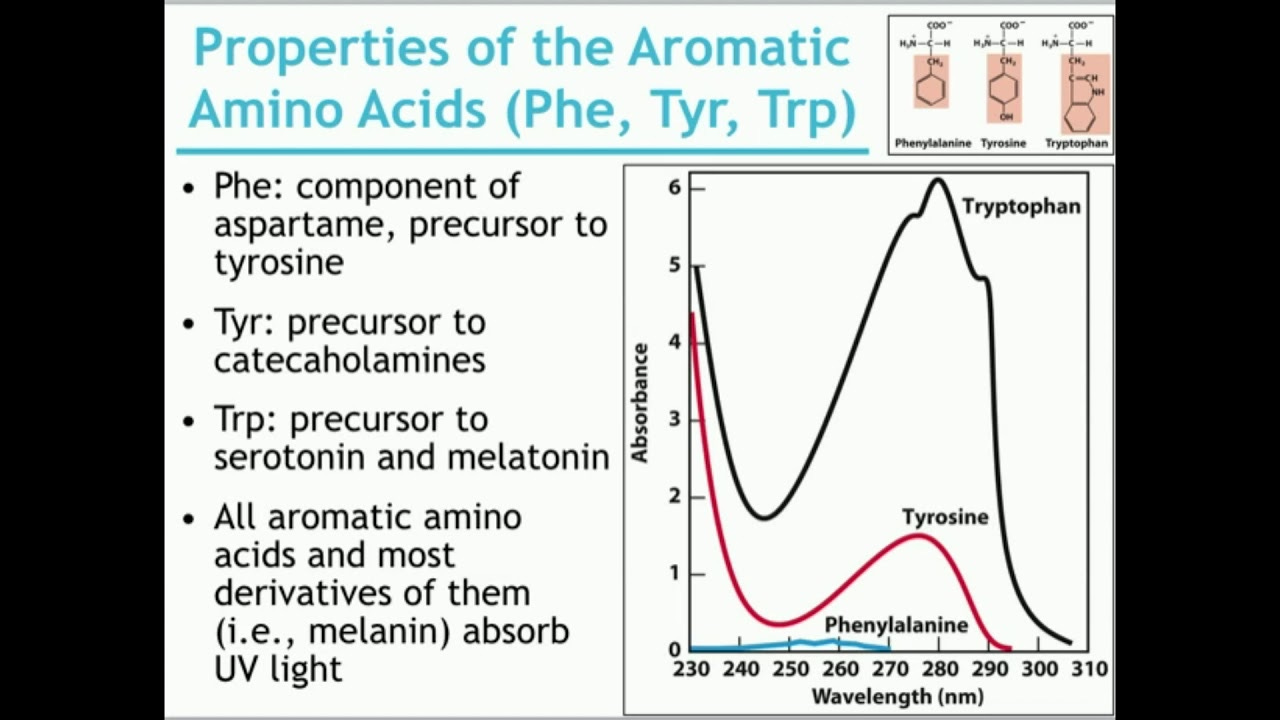 Basics of Amino Acid Structure (Part 2) - YouTube