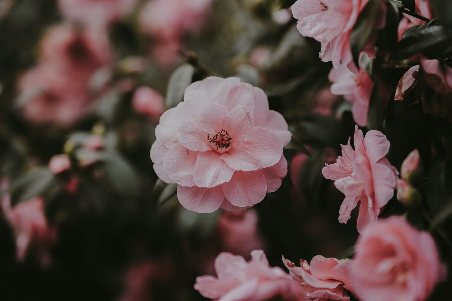 pink flowers in green leafed plant pink flowers in green leafed plant