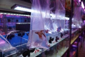 Typical housing for Betta splendens in a Singaporean pet shop - credit Dr Naomi Clark-Shen