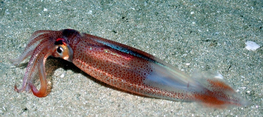 Squid, Longfin Rhode Island | Seafoods.com