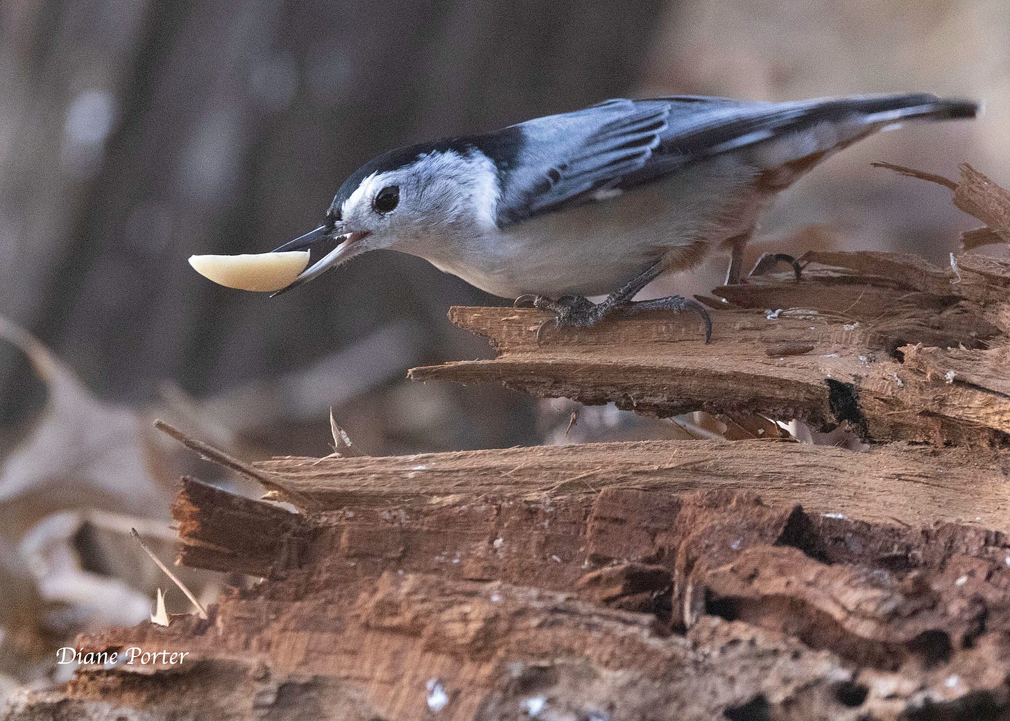 By switching from insects to seeds, the nuthatch can spend the winter in cold regions.