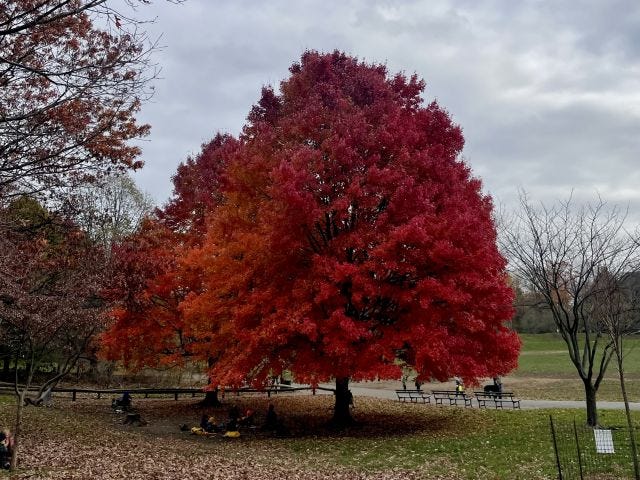 Tree with red foliage in Prospect Park