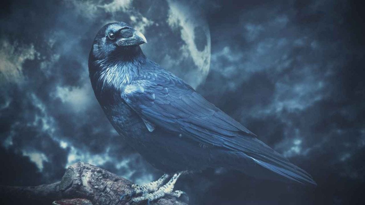 Black Crow: The Spiritual Meaning of These Mysterious Birds