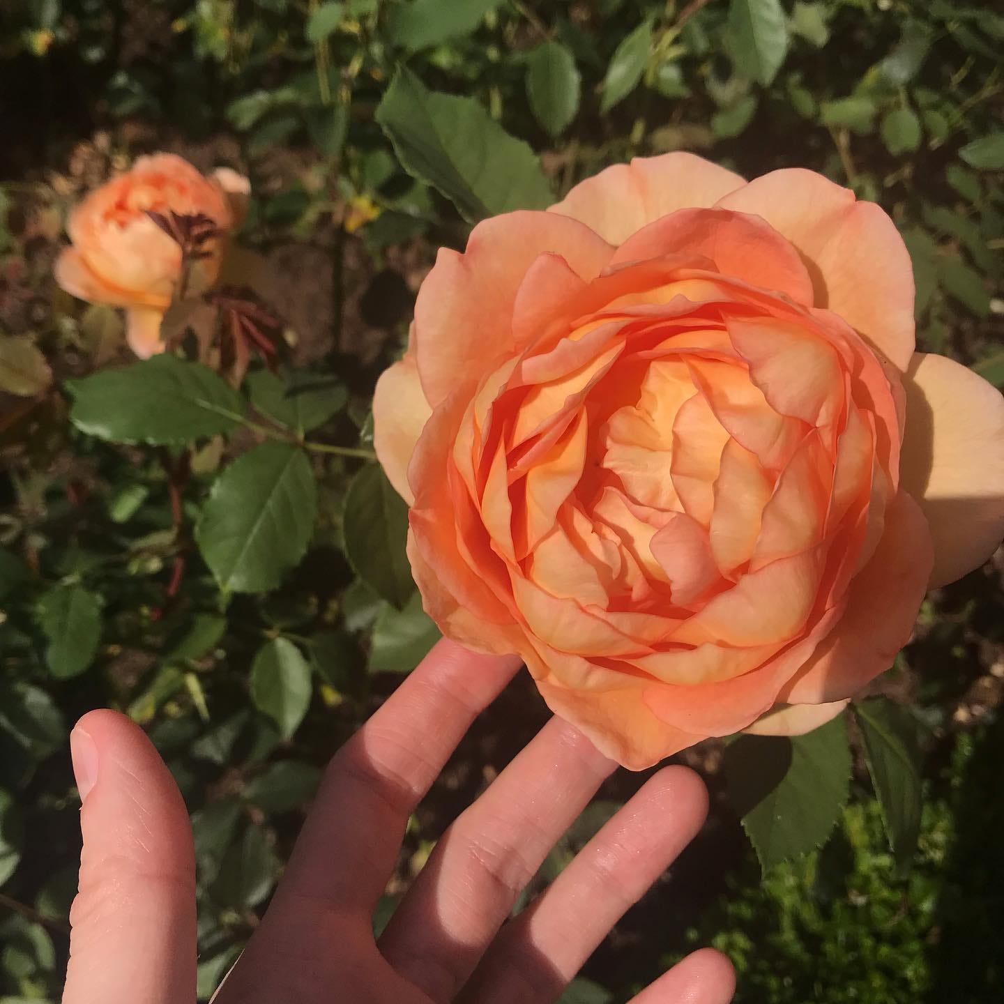 Peach rose held in my hand