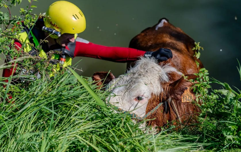 Sapeurs-Pompiers du SDIS 71 sauvant un vache de la noyade à Branges Sapeurs-Pompiers du SDIS 71 sauvant un vache de la noyade à Branges