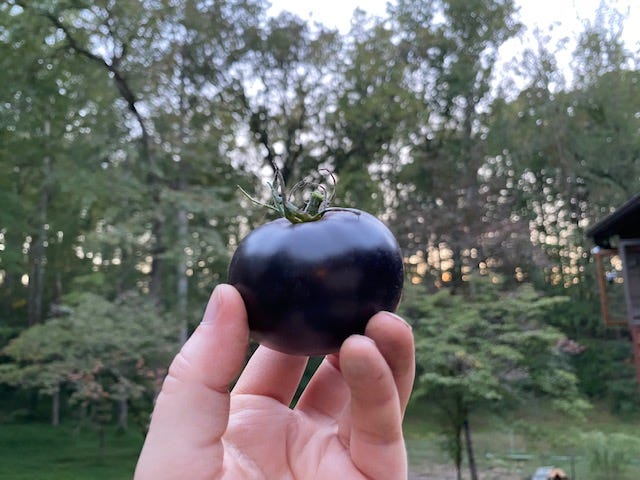 hand holding a black tomato